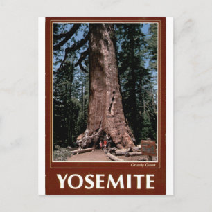 Yosemite Grizzly Giant Vintage Sequoia Portrait Postcard