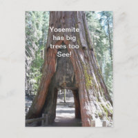 Yosemite has Big Trees Too Postcard