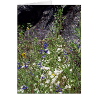 Yosemite in Springtime:  Mountain Wildflowers