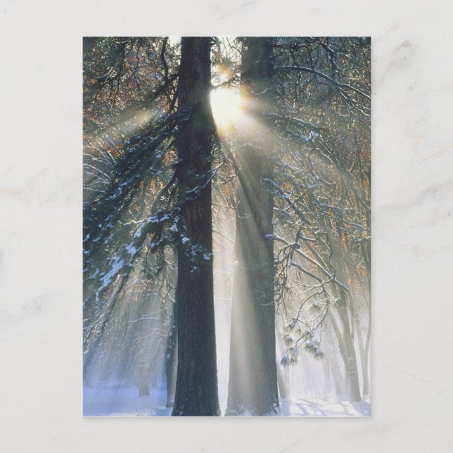 Yosemite National Park - Sun rays streaming Postcard (Front)