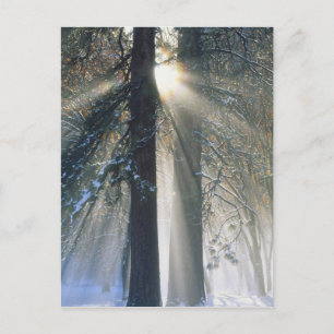 Yosemite National Park - Sun rays streaming Postcard