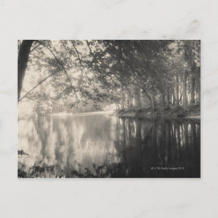 Yosemite Park, Wyoming Postcard