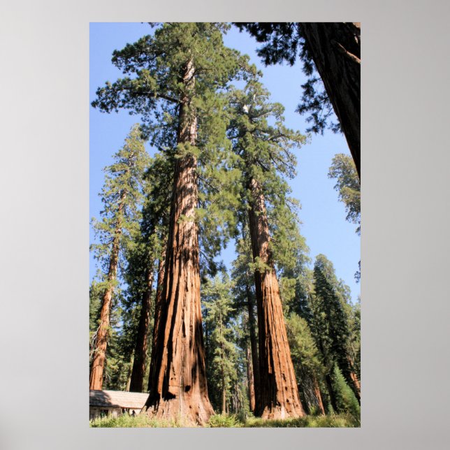 Yosemite Sequoias Poster (Front)