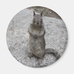 Yosemite Squirrel Magnet