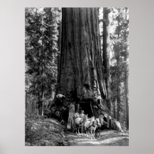 YOSEMITE TUNNEL REDWOOD c. 1902 Poster