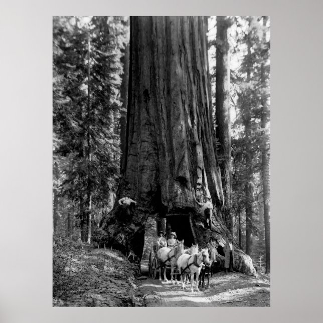 YOSEMITE TUNNEL REDWOOD c. 1902 Poster (Front)