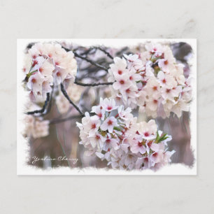 Yoshino Cherry ポストカード Postcard
