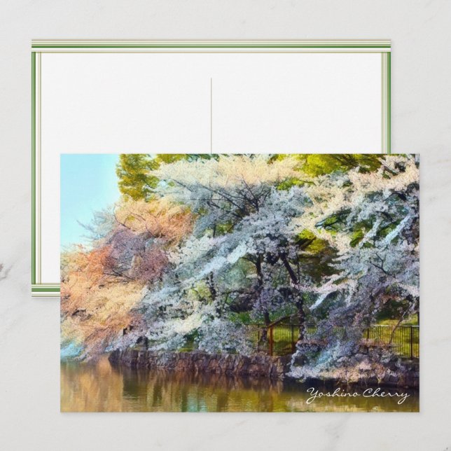 Yoshino Cherry: Flat Card (Front/Back)