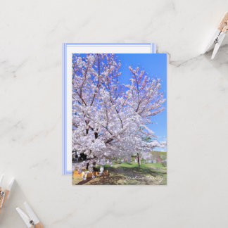 Yoshino Cherry: Flat Card カード