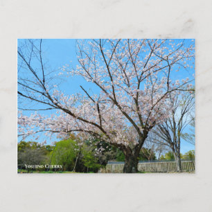 Yoshino Cherry Postcard