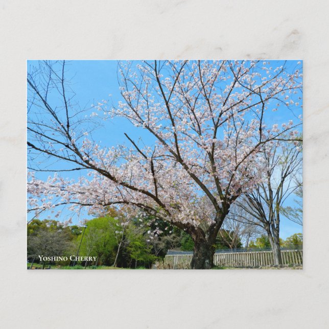 Yoshino Cherry Postcard (Front)