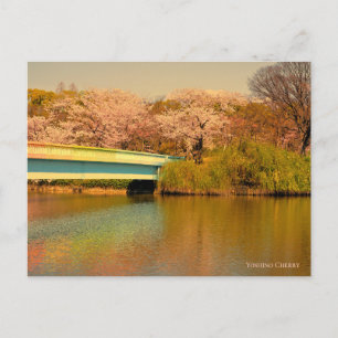 Yoshino Cherry Postcard