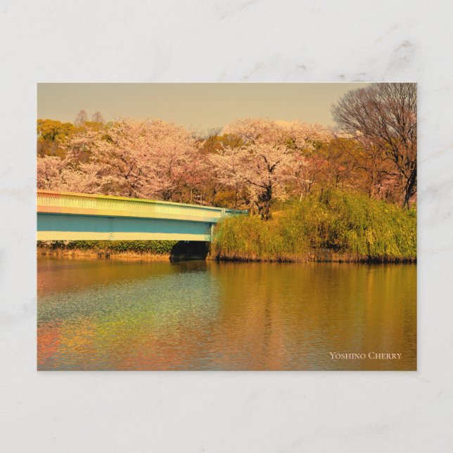 Yoshino Cherry Postcard (Front)