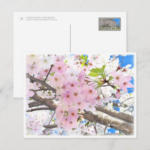 Yoshino Cherry Postcard
