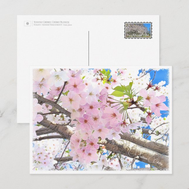 Yoshino Cherry Postcard (Front/Back)