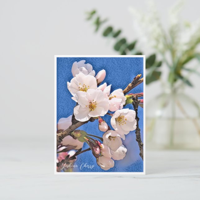 Yoshino Cherry Postcard (Standing Front)