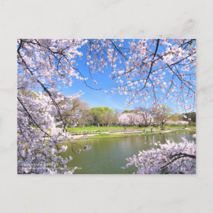 Yoshino Cherry：Postcard Postcard
