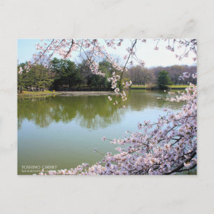 Yoshino Cherry：Postcard Postcard
