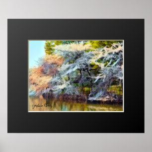 Yoshino Cherry Poster