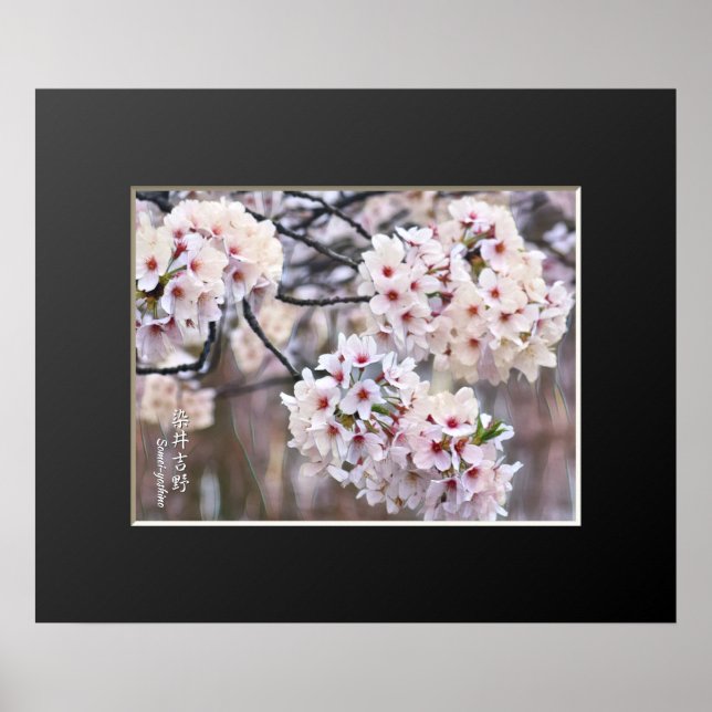 Yoshino Cherry Poster (Front)