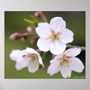 Yoshino Cherry:Poster Poster