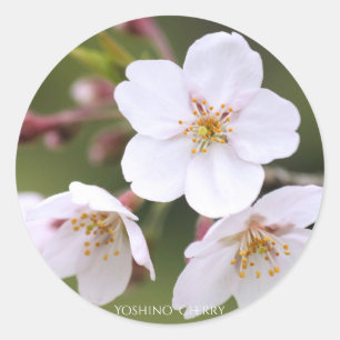 Yoshino Cherry:Seal Classic Round Sticker