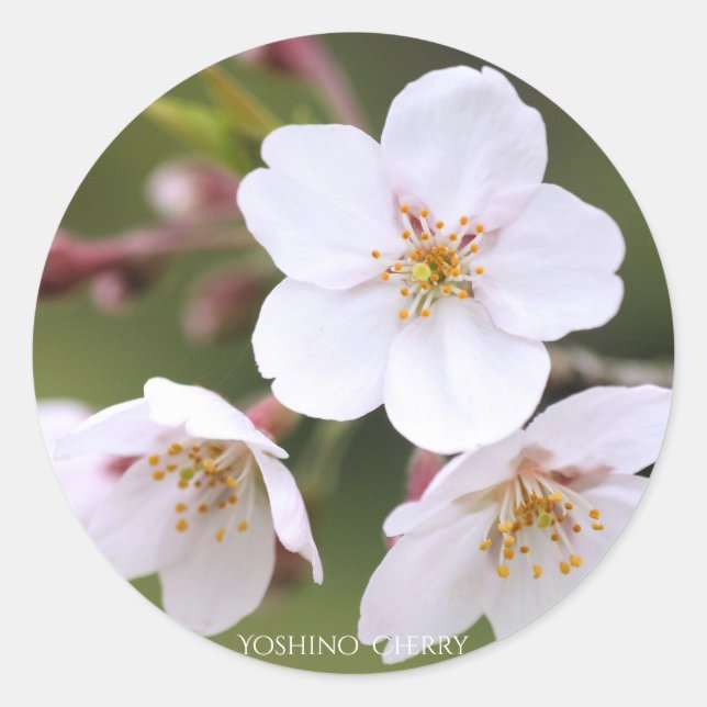 Yoshino Cherry：Seal Classic Round Sticker (Front)