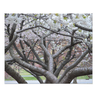 Yoshino Cherry Tree 16"x20" Photo Print