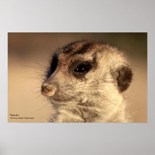 Yossarian Poster - Royal Whiskers Collection