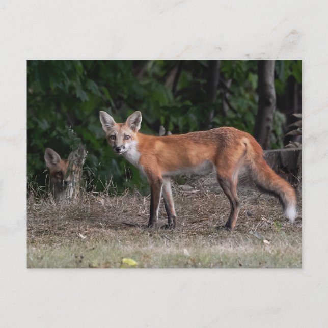 You Are Being Watched  Postcard (Front)