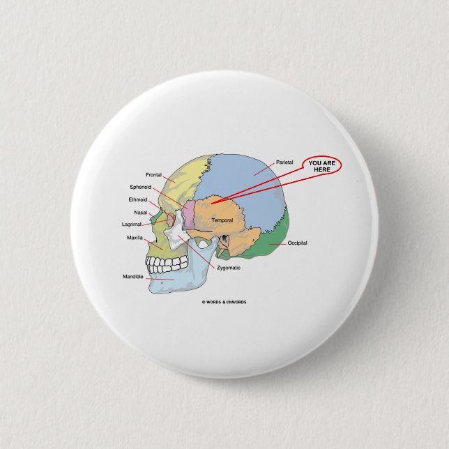 You Are Here (Brain Temporal Region Anatomical) 6 Cm Round Badge (Front)