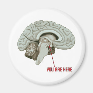 You Are Here Magnet
