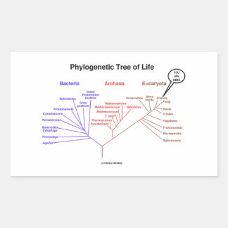 You Are Here Phylogenetic Tree Of Life (Biology) Rectangular Sticker