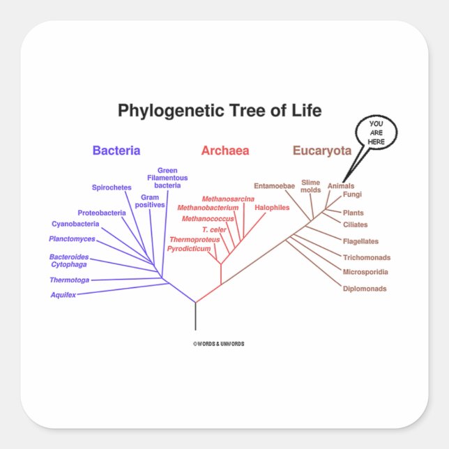 You Are Here Phylogenetic Tree Of Life (Biology) Square Sticker (Front)