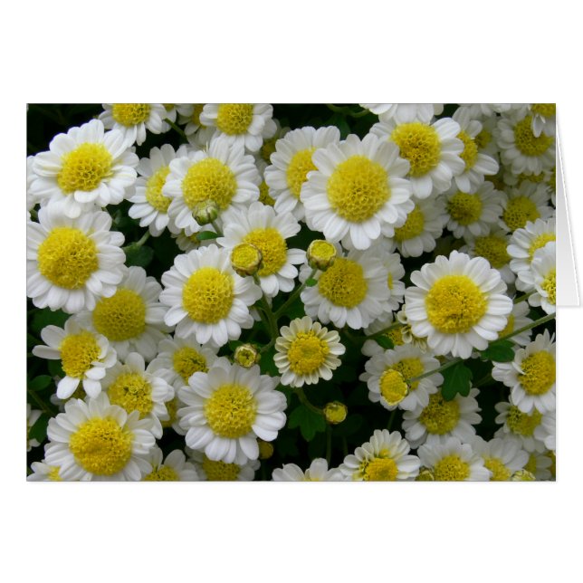 You are my sunshine (Front Horizontal)