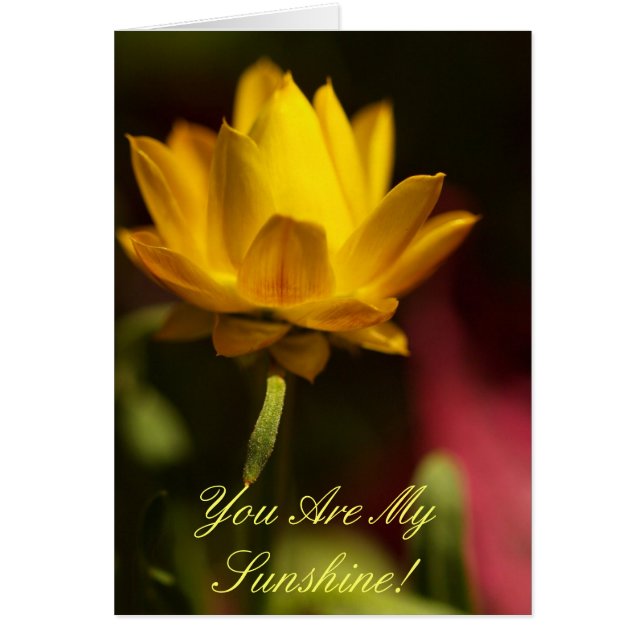 You Are My Sunshine! (Front)