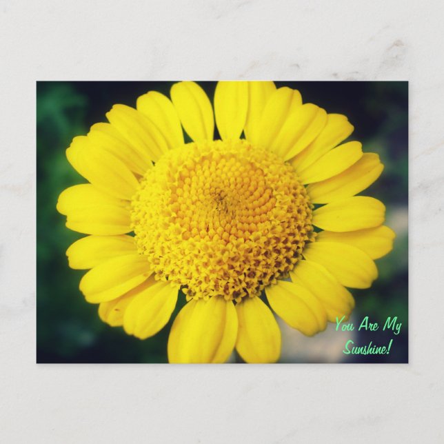 You Are My Sunshine! Postcard (Front)