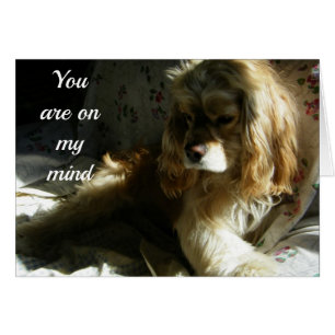 ****YOU ARE ON MY MIND**** LOVING COCKER SPANIEL