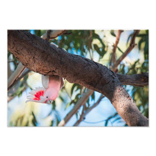 "You call?" Major Mitchell's Cockatoo photo prints