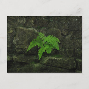 You can survive... postcard