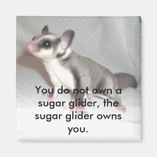 You do not own a sugar glider, the su... magnet