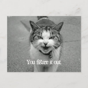 "You figure it out" Crabby Cat Postcard