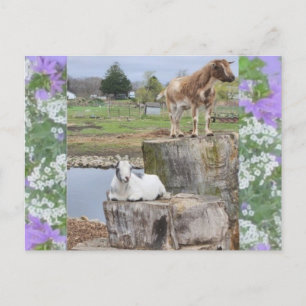 "You Goat to be kidding me!" Postcard