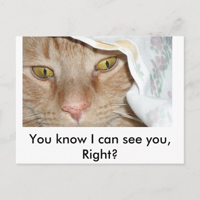 You know I cant see you, Right/Orange Tabby Cat Postcard (Front)