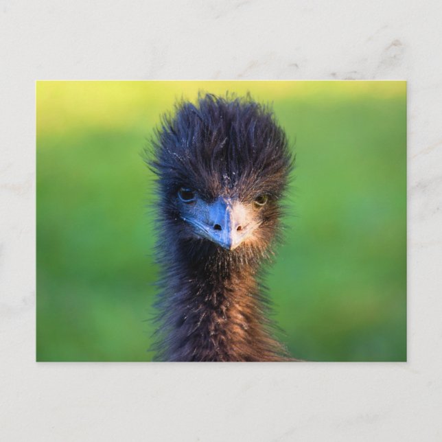 "You Looking at Me?"  -  Emu  Postcard (Front)