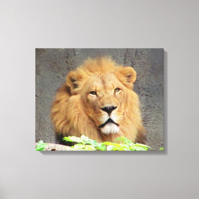 You Must Be Lion by DJONeill Canvas Print (Front)