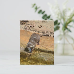 You Otter Not Talk To Me I'm Eating Postcard