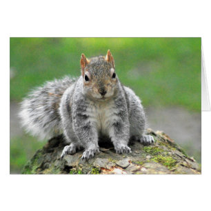 You’re telling me I am a dog in a squirrel’s body