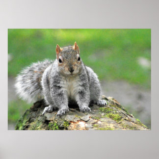 You’re telling me I am a dog in a squirrel’s body? Poster