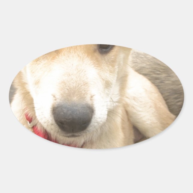 You Should WIFI Your Love Everyday Oval Sticker (Front)